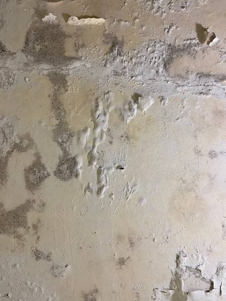 Best Toxic Mold Removal  in Rosedale, CA