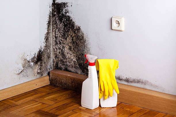 Mold Removal and Inspection in Rosedale, CA