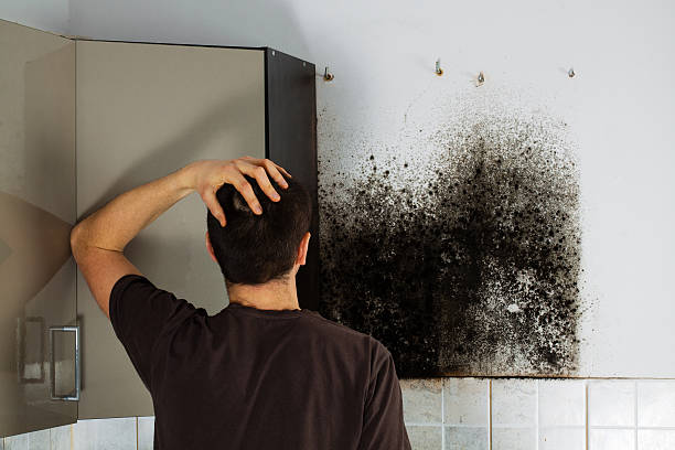 Best Mold Removal and Inspection  in Rosedale, CA