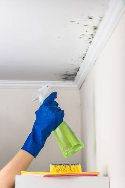 Best Office Mold Removal Services  in Rosedale, CA