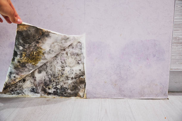 Best Mold Cleaning Services  in Rosedale, CA